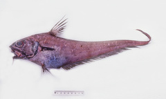 Serrulate Whiptail photo 4