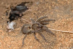 Brachionopus pretoriae