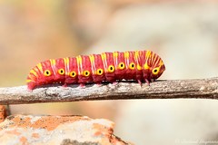 Eutelia catephioides