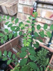 Phyllanthus tenellus