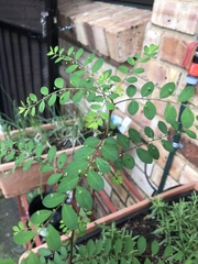 Phyllanthus tenellus