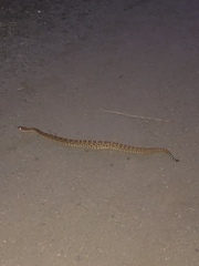 Crotalus ruber ruber