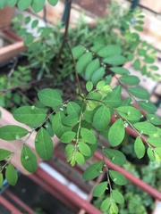 Phyllanthus tenellus