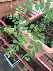 Phyllanthus tenellus