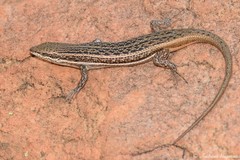 Trachylepis laevigata