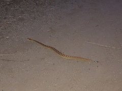 Crotalus ruber ruber