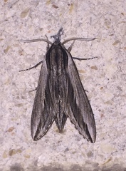 Sphinx vanbuskirki