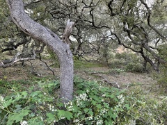 Quercus pacifica