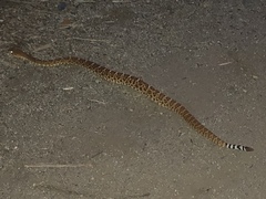 Crotalus ruber ruber