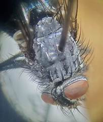 Calliphora latifrons