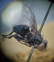 Calliphora latifrons