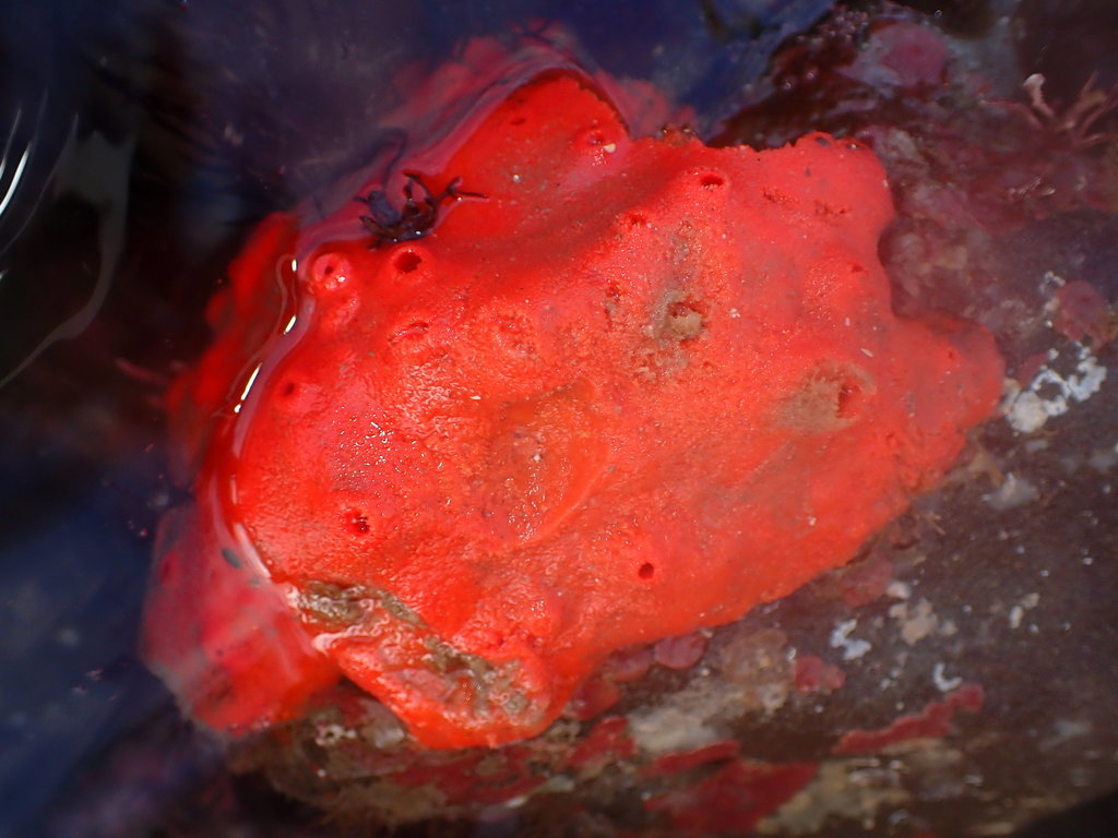 red volcano horny sponge