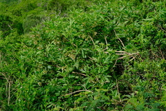 Vitex rehmannii