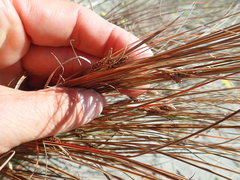 Carex testacea