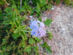 Ageratum maritimum