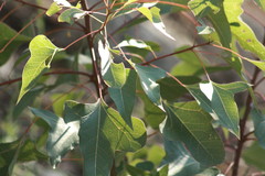 Brachychiton populneus populneus