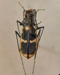 Cicindela schauppii