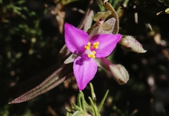 Callisia micrantha