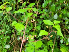 Laportea peduncularis