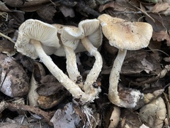 Lepiota spheniscispora
