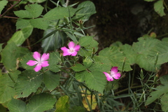 Dianthus caucaseus