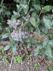 Olearia × macrodonta