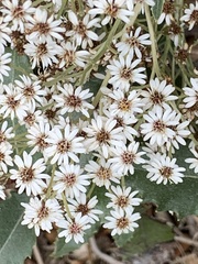 Olearia × macrodonta