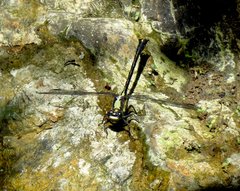 Octogomphus specularis