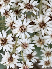 Olearia × macrodonta