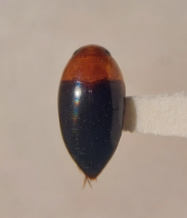 Hydrocanthus atripennis