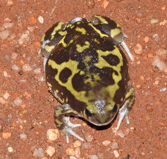 Uperodon systoma