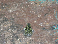 Uperodon systoma