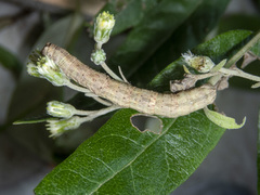 Ectropis bispinaria
