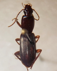 Stenomorphus californicus