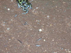 Uperodon systoma