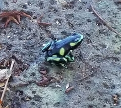 Dendrobates