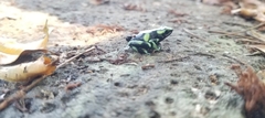 Dendrobates