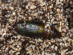 Ectropis bispinaria