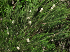 Melaleuca armillaris armillaris