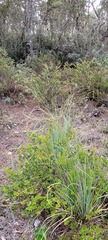 Xerophyllum tenax