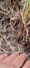 Xerophyllum tenax