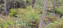 Xerophyllum tenax