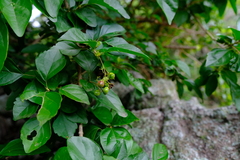 Premna mooiensis