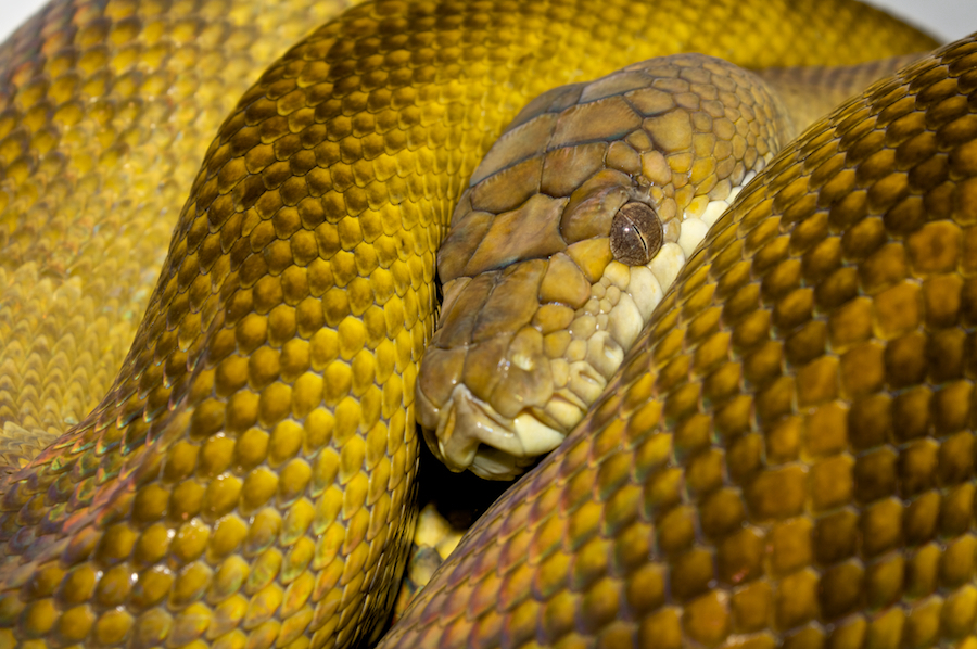 Python des Moluques (Simalia clastolepis)
