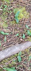 Piperia
