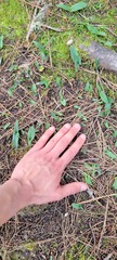 Piperia