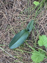 Piperia