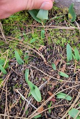 Piperia