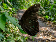 Morpho menelaus