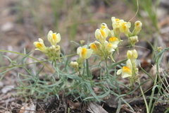 Linaria buriatica